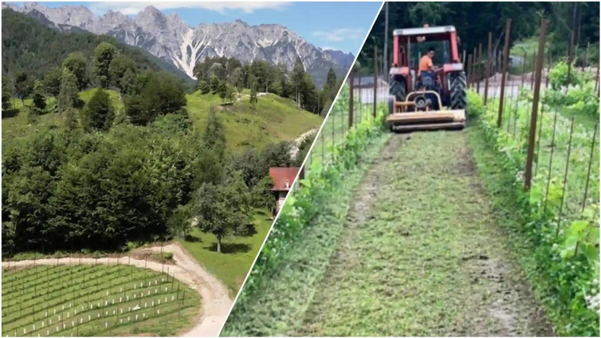 In Carnia una due giorni alla scoperta dei vini Piwi - 