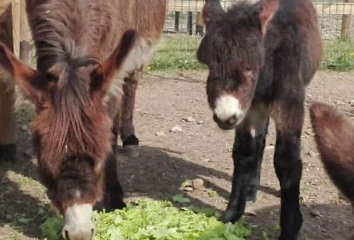 Festa speciale per gli asinelli della Pet Therapy Dalia e Marcello alla "Laluna Impresa sociale" - 