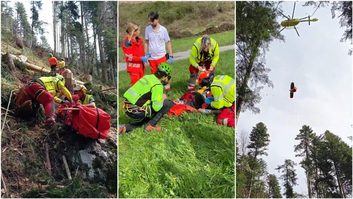 Arta Terme. Boscaiolo 55enne travolto da un grosso ramo durante i lavori di taglio - 