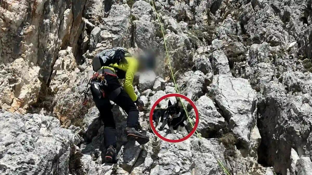 Legano il cane e vanno a scalare: l'animale si libera e si blocca in parete - 