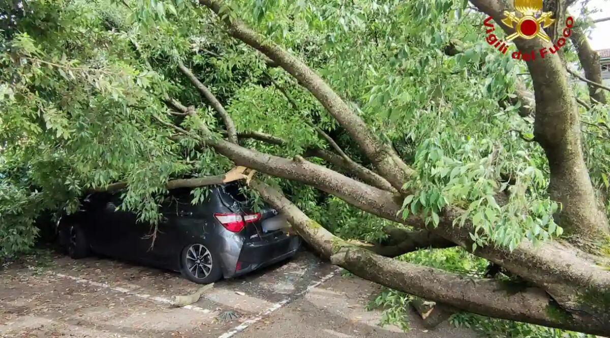 Tragedia sfiorata, crolla un albero di 15 metri su 3 auto in sosta: nessun ferito -