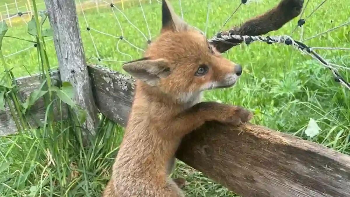 Rimane incastrata in una recinzione metallica: piccola volpe salvata dalla Polizia -