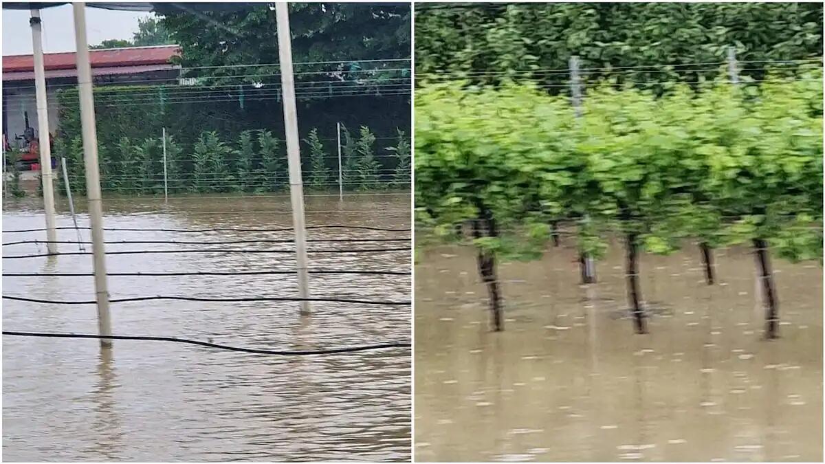 Campi e vigneti sott'acqua nel territorio comunale di San Michele al Tagliamento: le foto - 