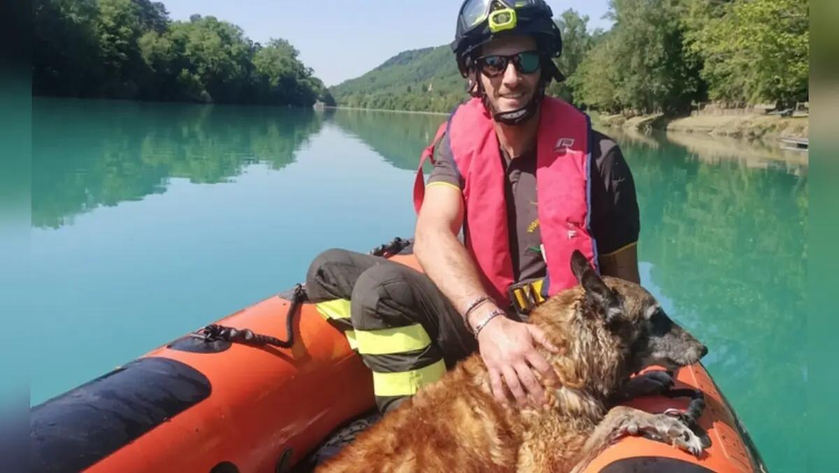 Cane finisce nel fiume e piange disperato aggrappato ad un tronco: i pompieri lo salvano - 