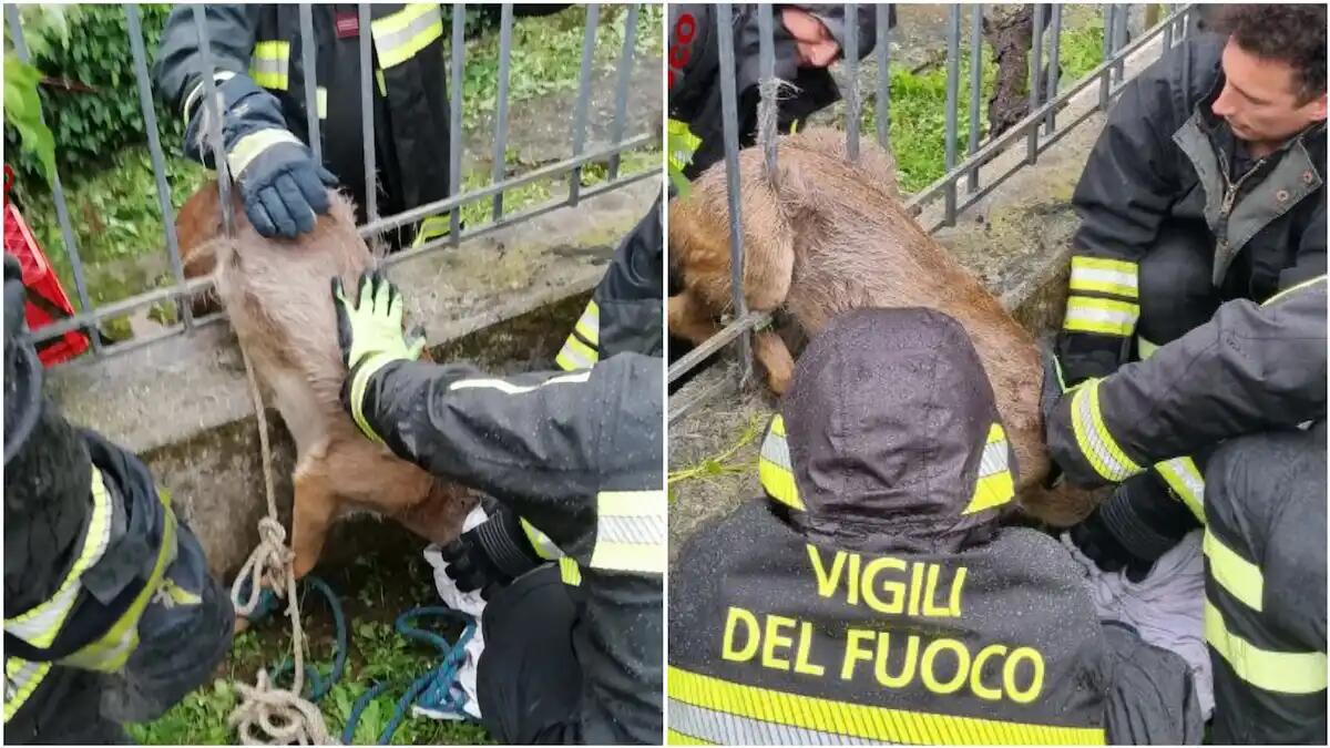 Capriolo rimane incastrato nelle sbarre dell’inferriata della sede dei vigili del fuoco. Video - 