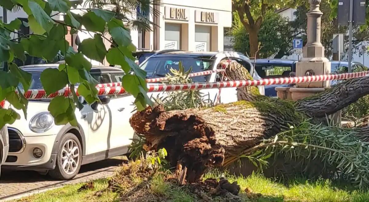Tiglio storico cade sulle auto in sosta, tragedia sfiorata a San Vito al Tagliamento - 