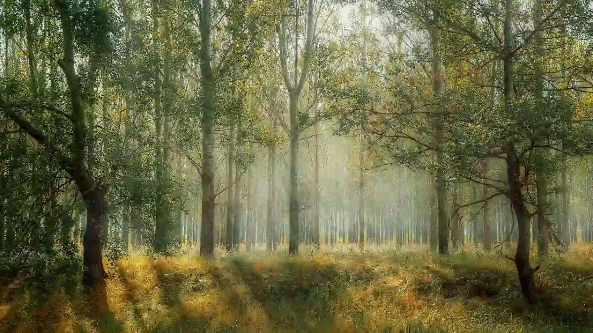 Arriva a Bolzano “Think Forestry”: il progetto con 1.000 alberi e arbusti messi a dimora -