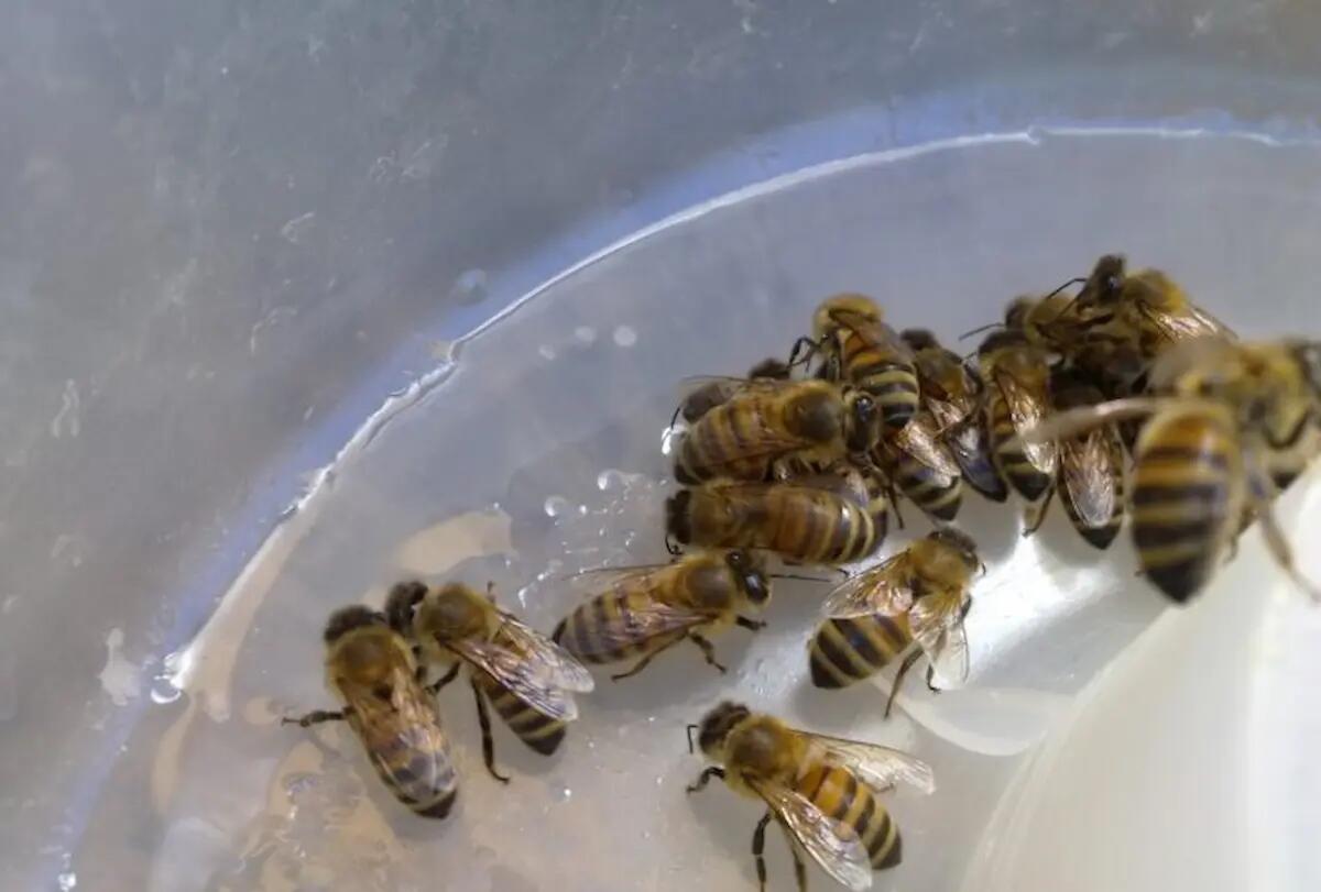 L'allarme degli apicoltori del Fvg: "Settore apistico sotto stress, molti imprenditori a rischio chiusura" - 