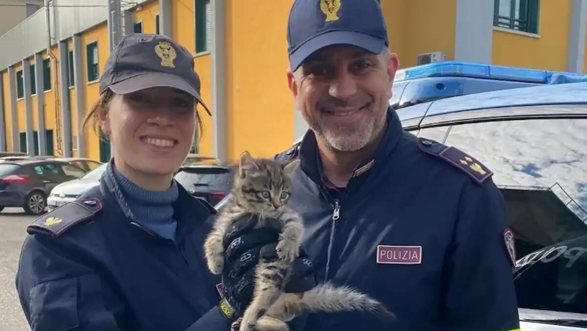 Gattina terrorizzata in fuga lungo la Tangenziale: salvata e adottata dalla Polizia - 