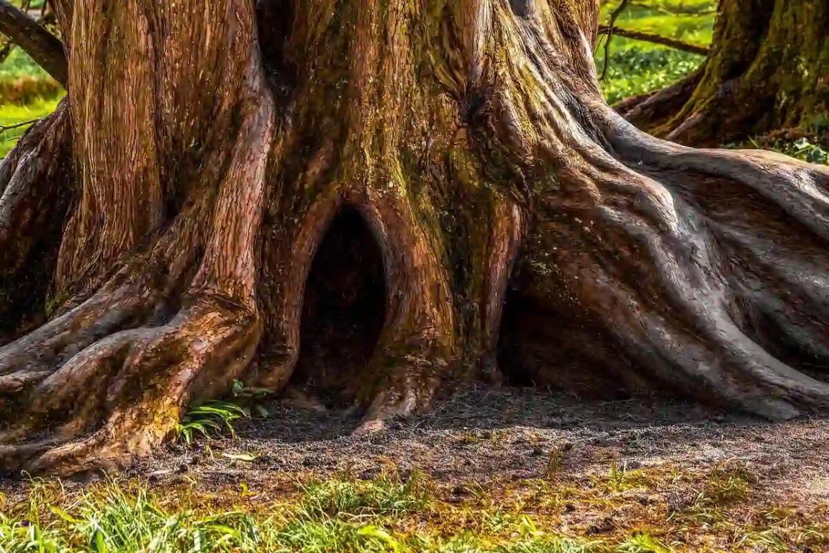 Questa regione a Nordest è quella con più alberi monumentali d'Italia - 