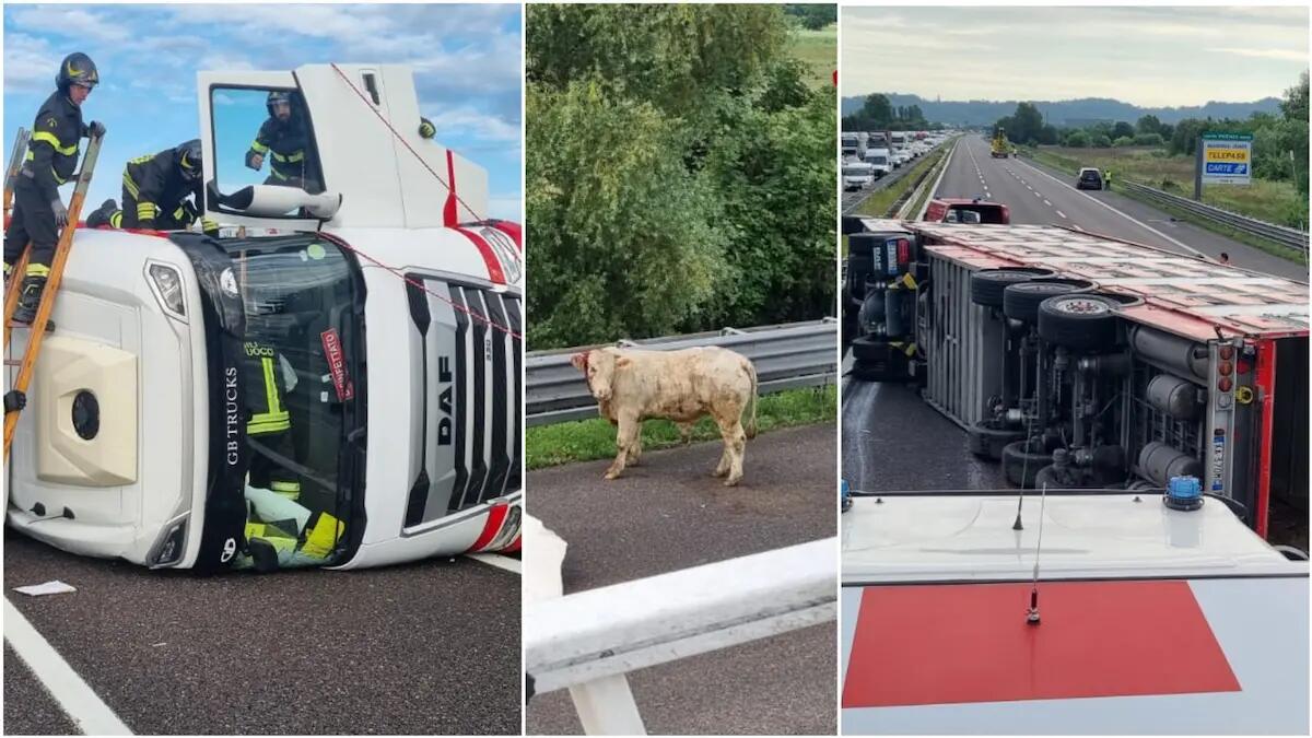 Tir carico di bovini si ribalta in A4: due persone ferite, 30 animali in fuga, altri morti - 