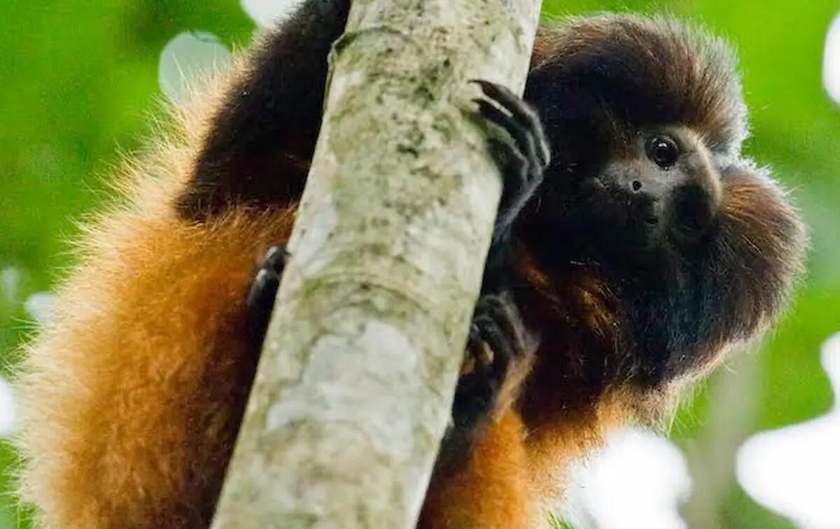 Salvare la natura: ecco le iniziative del Parco Zoo Punta Verde contro l'estinzione - 