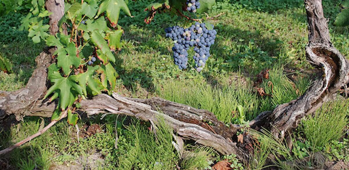 Cosa fare, dove andare in FVG dal 7 al 9 giugno: si avvicina la Fiera Regionale dei Vini - 
