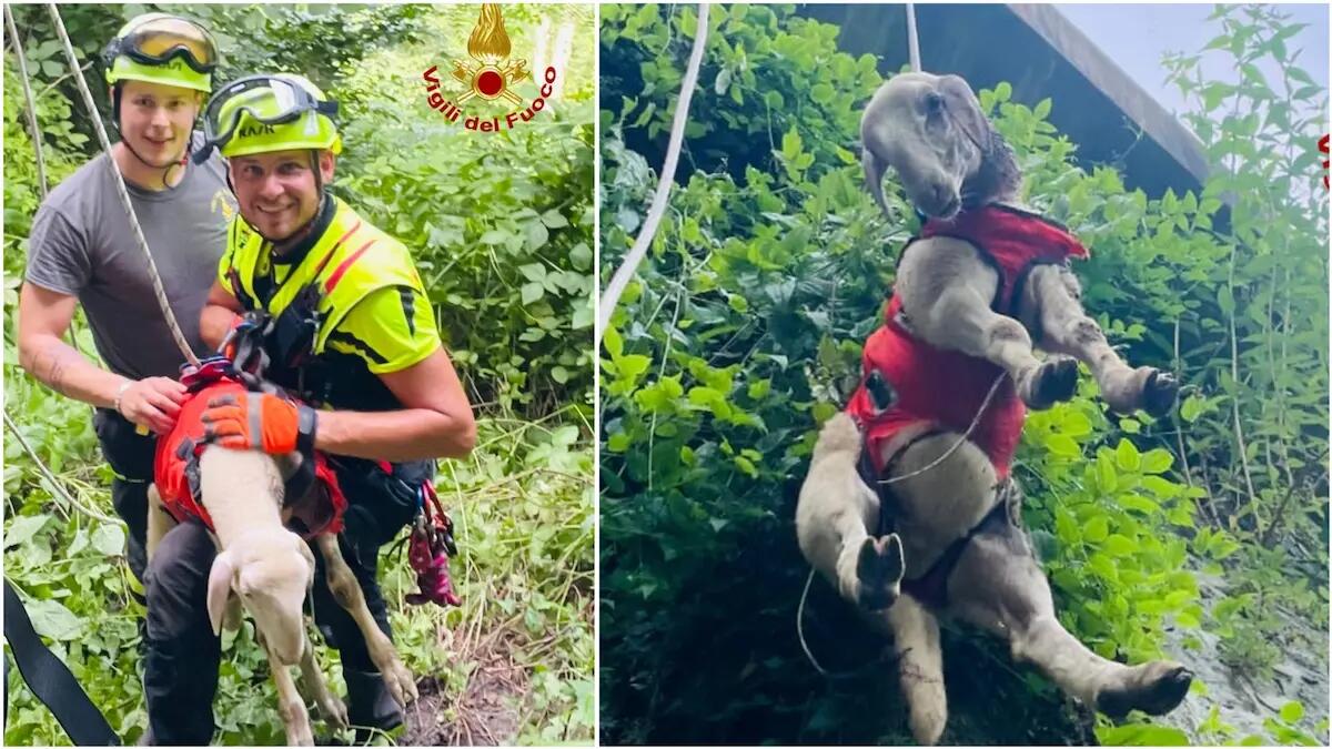 Finisce in un dirupo nel bosco: agnellino salvato dai pompieri - 