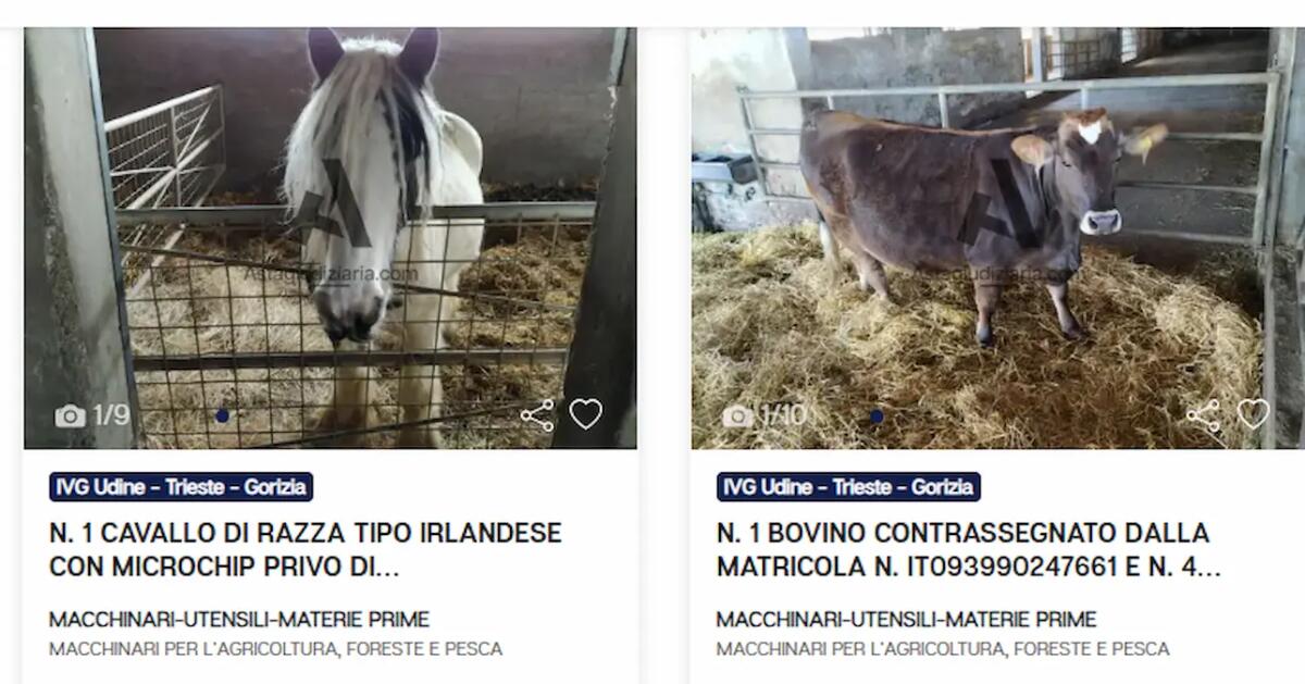 Pordenone. Animali finiscono all'asta online nella categoria "Macchinari": la denuncia - 
