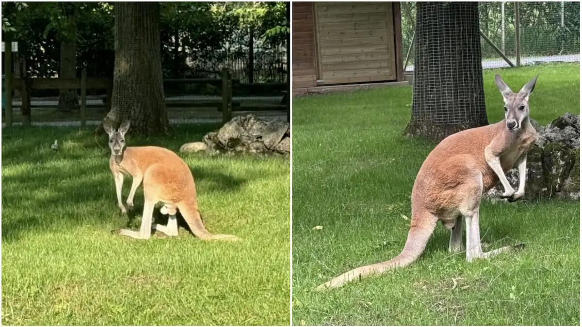 Al Parco Zoo di Lignano sono arrivati Gimbo e Fiona: 2 nuovi canguri rossi - 