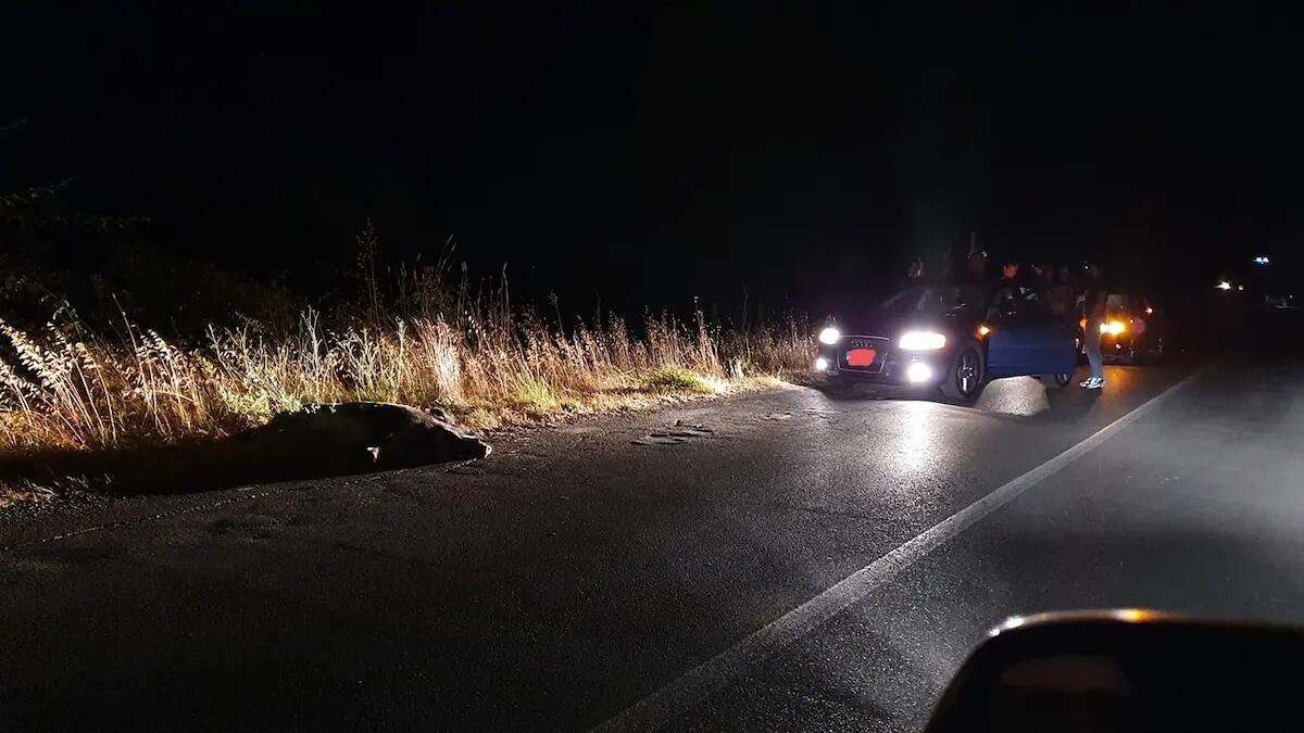 Sulla strada sbuca improvvisamente un cinghiale: ferito un motociclista 22enne - 