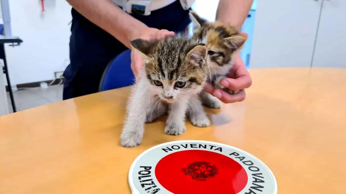 Appena nati gettati in cespuglio: la Polizia locale salva due gattini - 