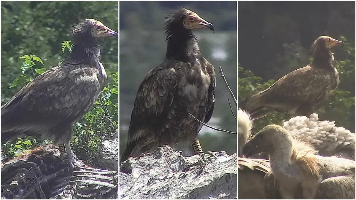 Rarissimo avvistamento alla Riserva naturale di Cornino - 