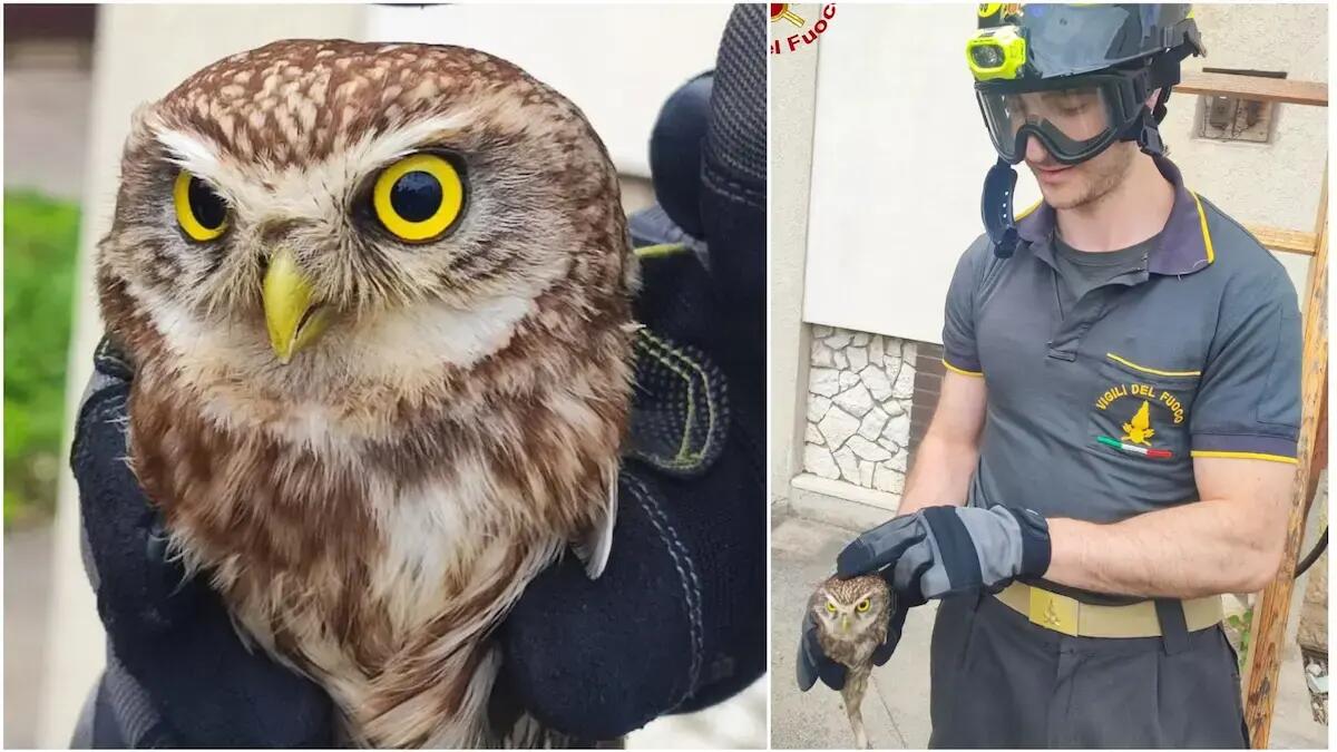 Rimane incastrata con una zampa su una grondaia: civetta salvata dai pompieri - 
