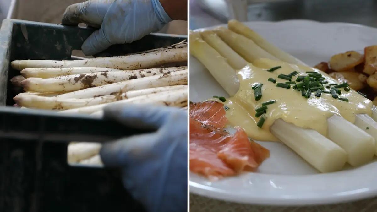Bibione e il "suo" asparago bianco. Scopri l'ortaggio di assoluta eccellenza -