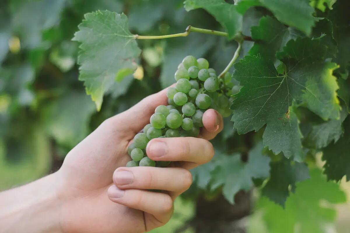 Nuovi modelli di business per l’economia circolare: il progetto C4B in Friuli Venezia Giulia - 