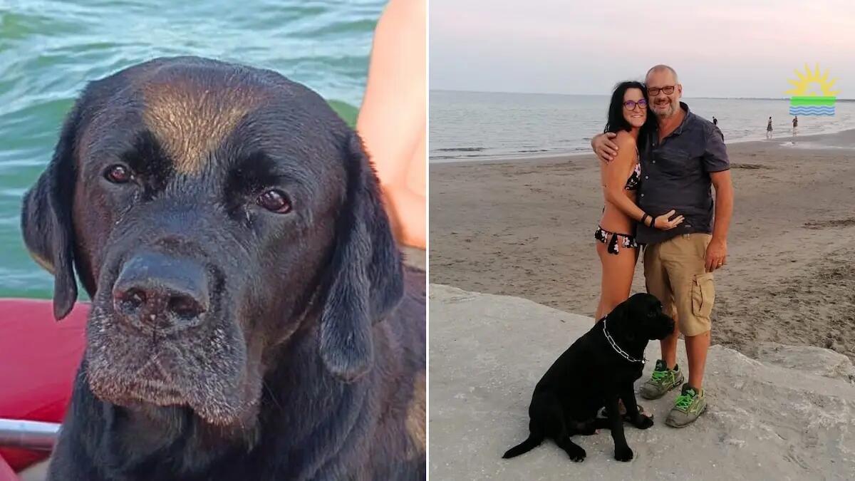 Labrador scompare in mare durante il bagno: Ziggy nuota per 6 km e torna a casa - 