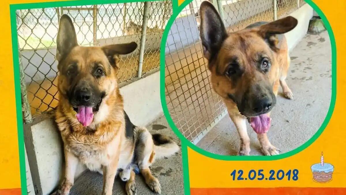 Veglia per giorni i padroni morti in casa: Black è ancora in canile. L'appello per adottarlo - 