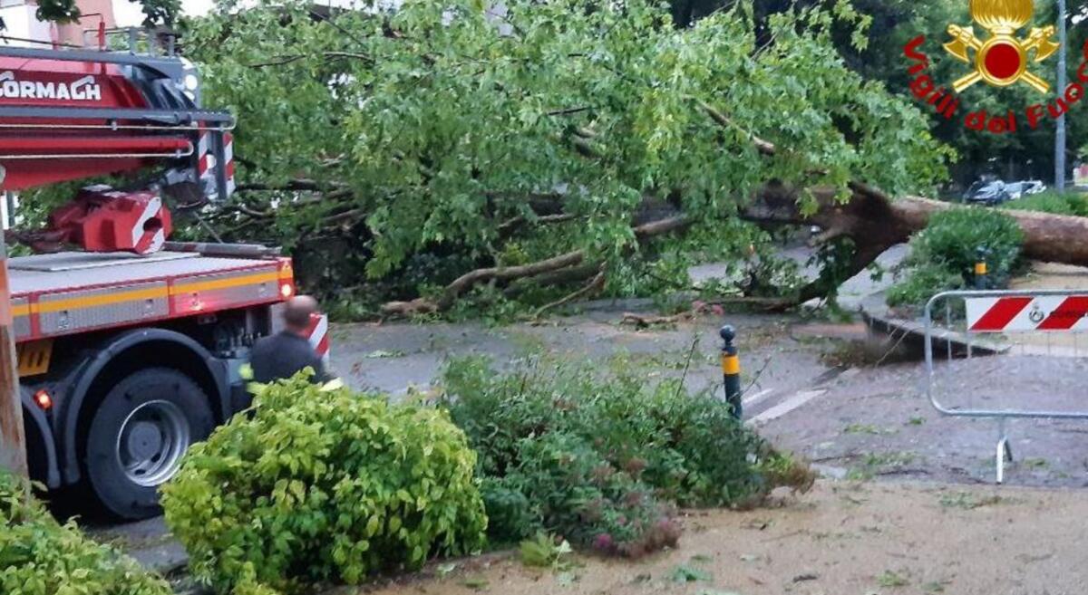 Maltempo in Friuli: caduta alberi e strade bloccate -