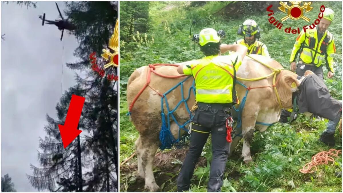 Mucca incinta cade nel dirupo: salvata con l'elicottero dai pompieri - 