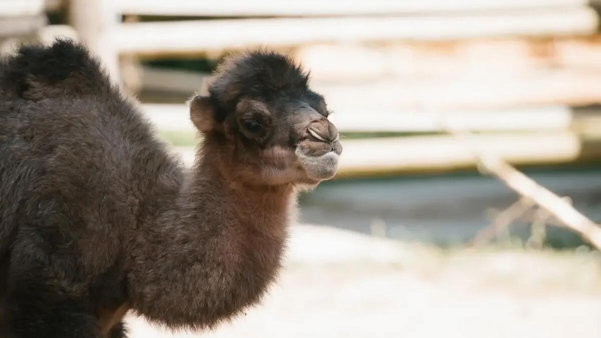 Fiocco azzurro allo Zoo di Lignano: è nato il cammellino Subutay - 