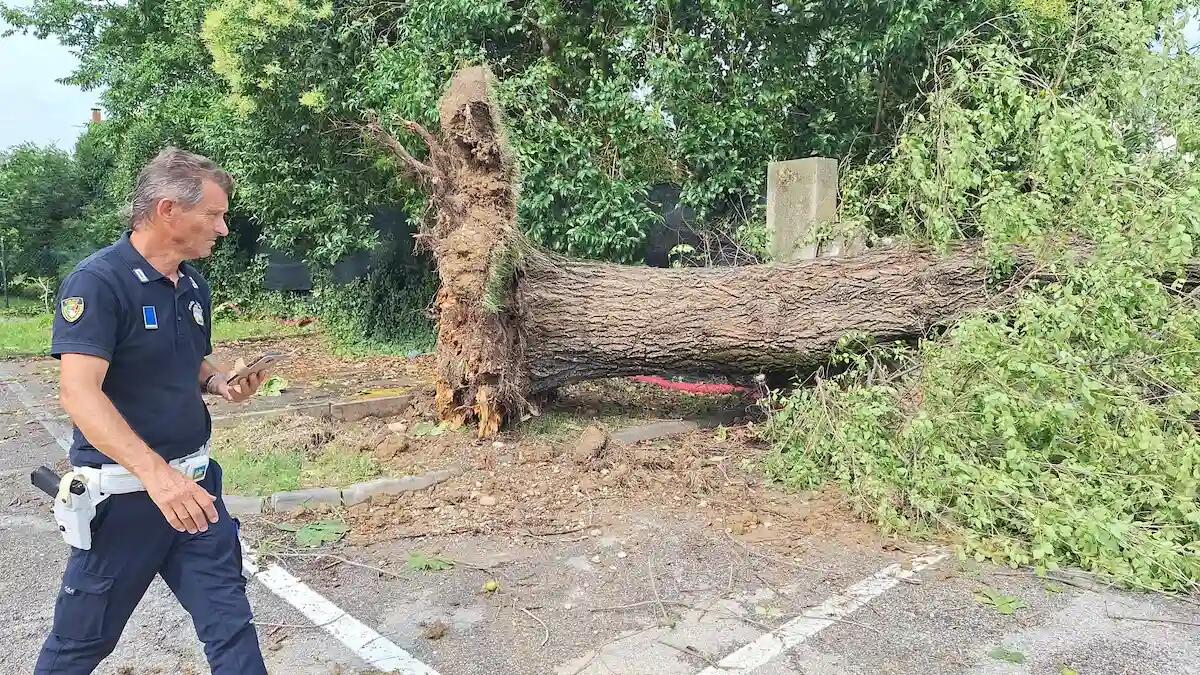 Maltempo nel Trevigiano. A Villorba alberi a terra, uno piomba nella Scuola Primaria - 