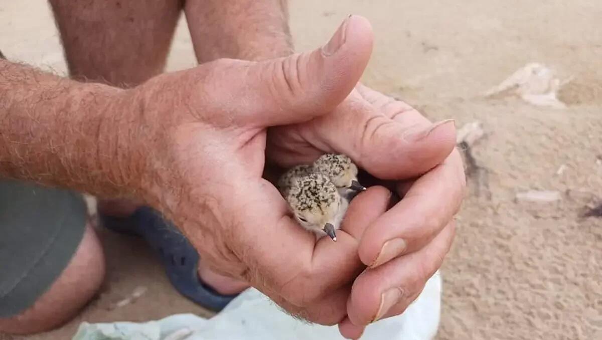 Sorpresa a Bibione: «sono nati due splendidi pulcini di Fratino» - 
