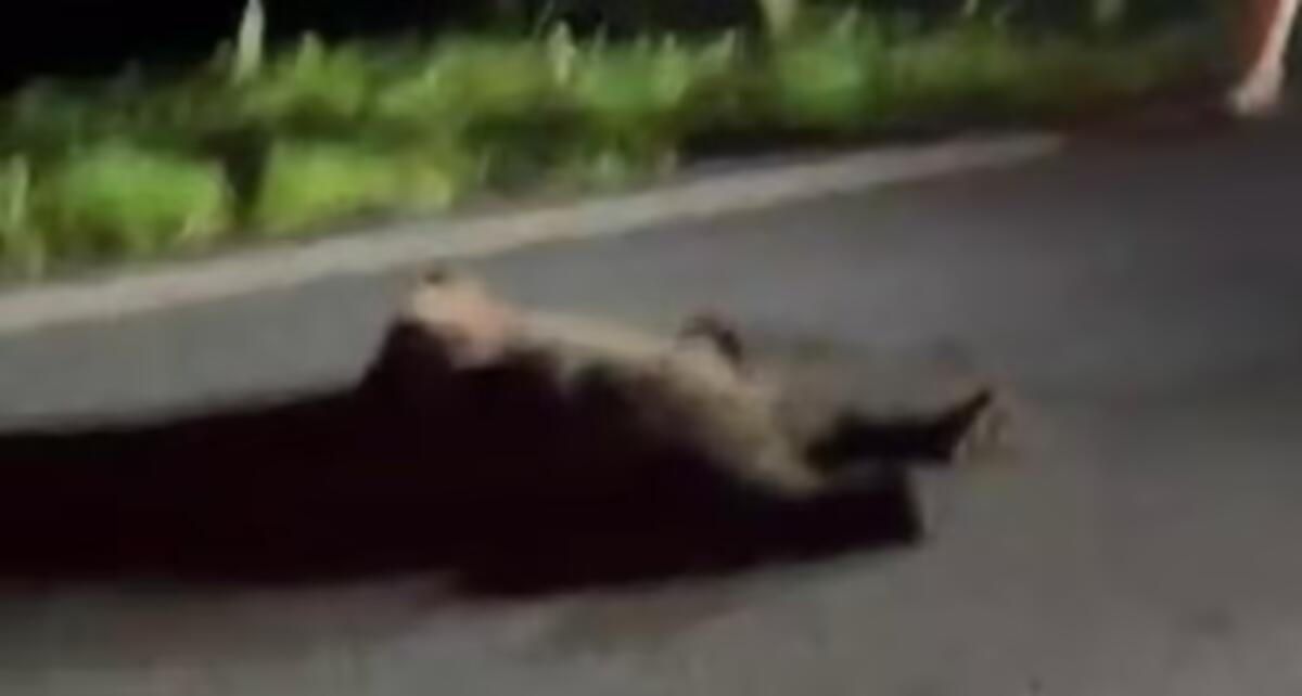 Cucciolo di orso investito e ucciso da un'auto lungo la strada - 
