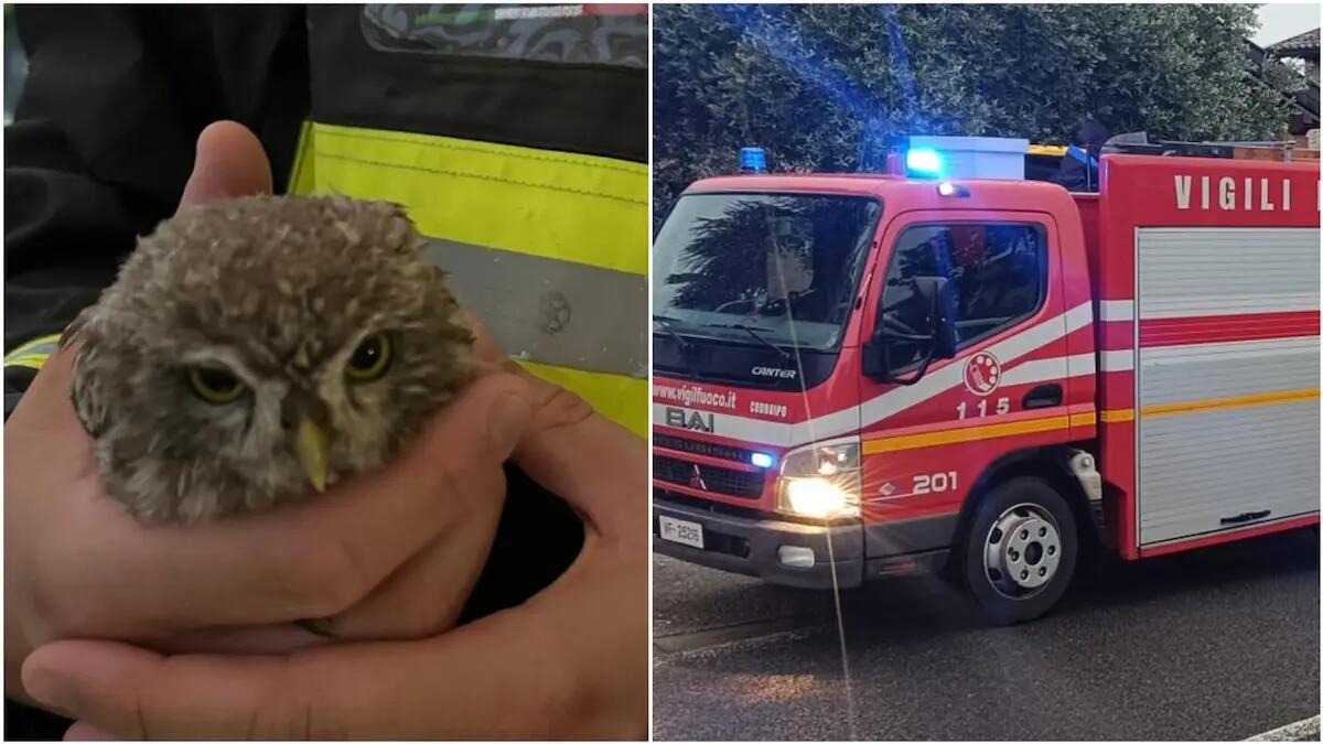 Impaurita dal maltempo finisce sotto un'auto: i pompieri salvano una civetta - 