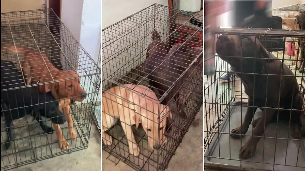 Vendevano cuccioli di Labrador maltrattati: sequestrato un allevamento abusivo - 