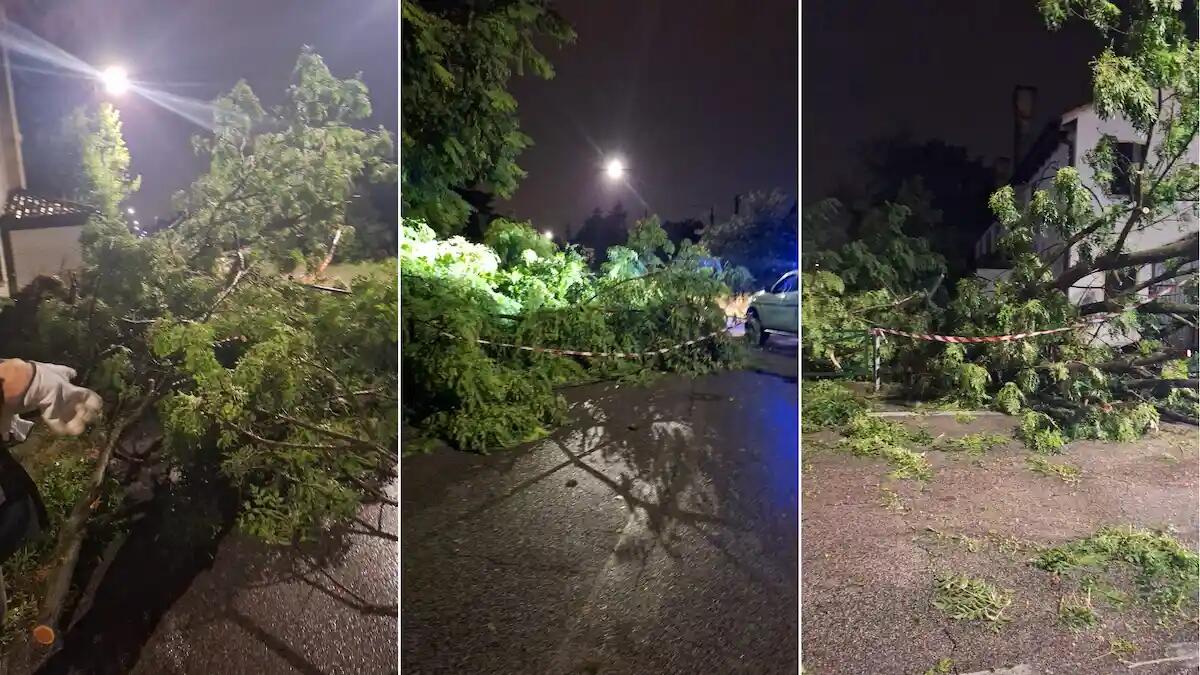 Anche Villorba flagellata dal maltempo: «alberi abbattuti come birilli» | Foto - 