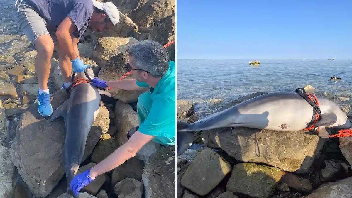 Triste scoperta a Muggia: cucciolo di tursiope trovato senza vita tra gli scogli - 