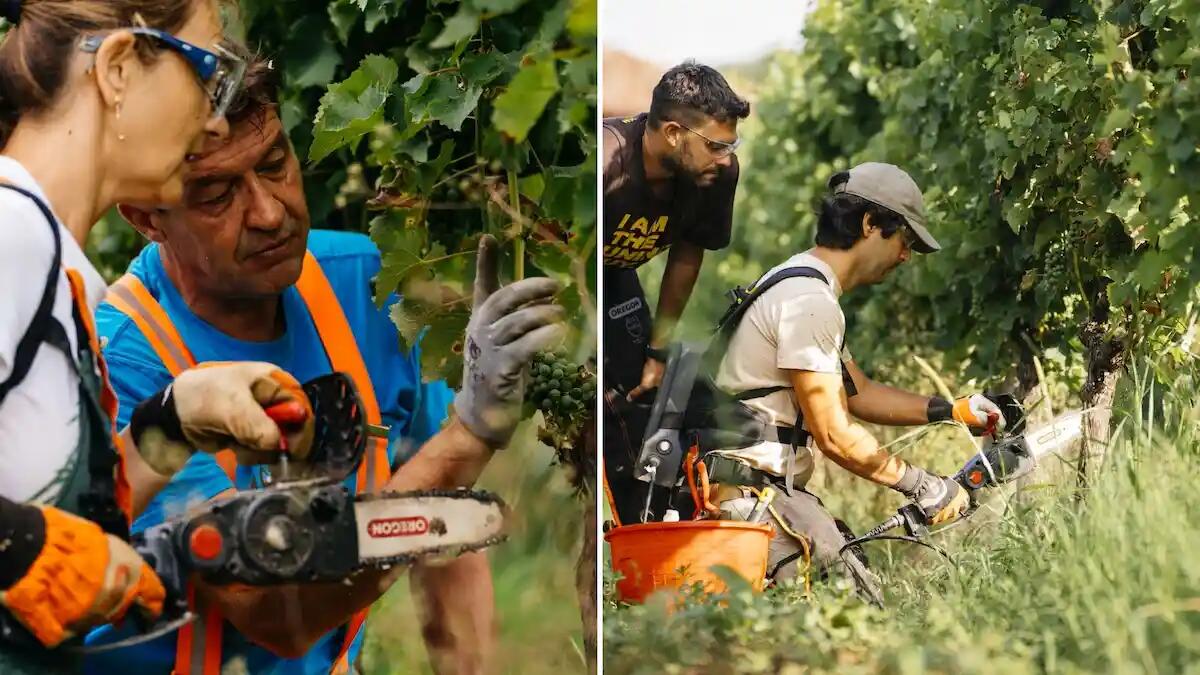 Rivoluzione nella cura delle vigne: scopri la dendrochirurgia. Cos'è e come funziona - 