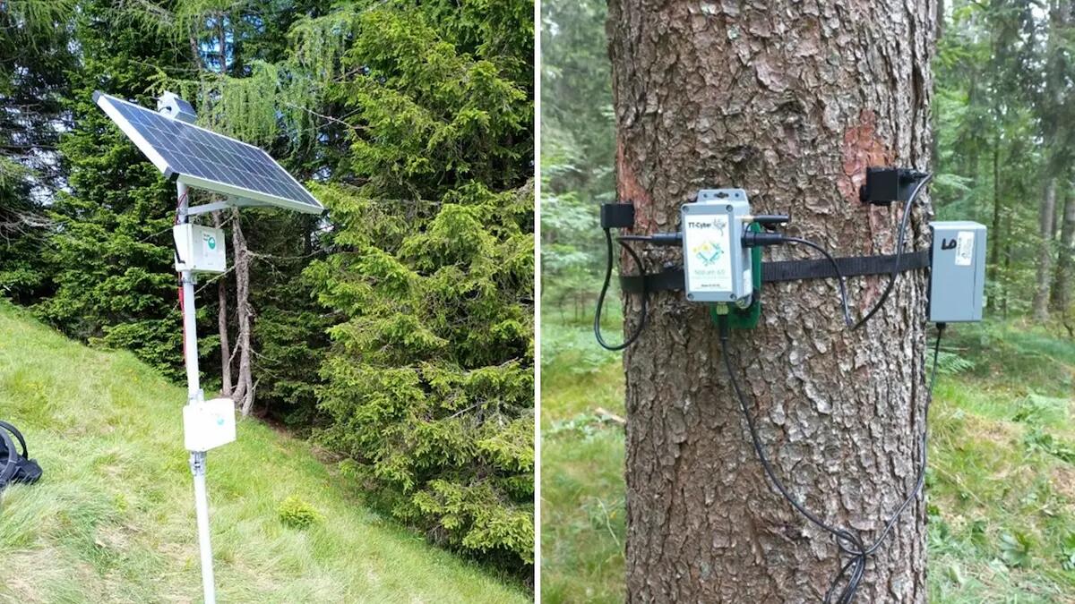 Monitoraggio in tempo reale delle foreste in Friuli: come funziona la rete dei TreeTalkers - 
