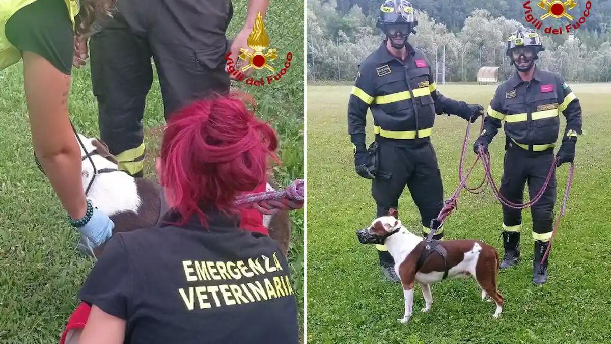 Ritrovato vivo anche il cane del sergente scomparso Joseph Miele - 
