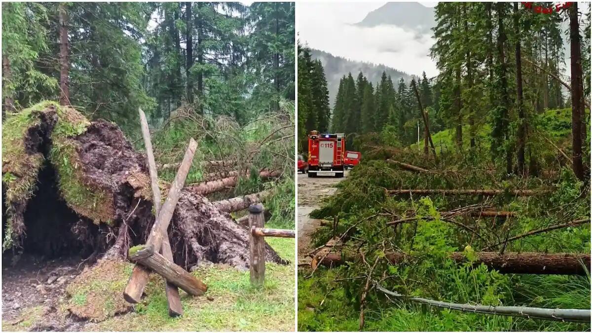 Maltempo, nubifragi e raffiche di vento: alberi a terra, danni d'acqua e tetti scoperchiati - 
