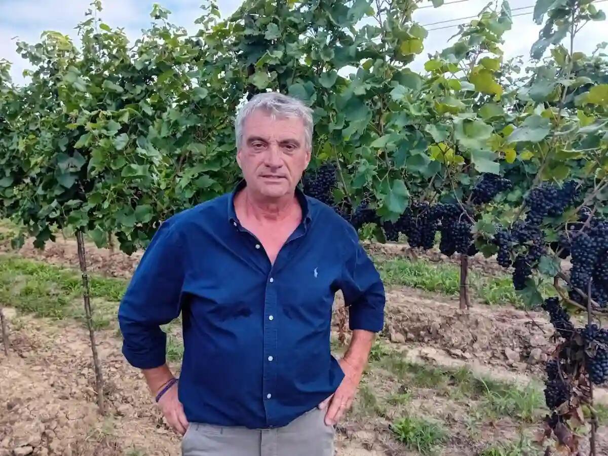 Mais devastato dalle nutrie nella Marca: l’appello di Nadal per tutelare gli agricoltori -