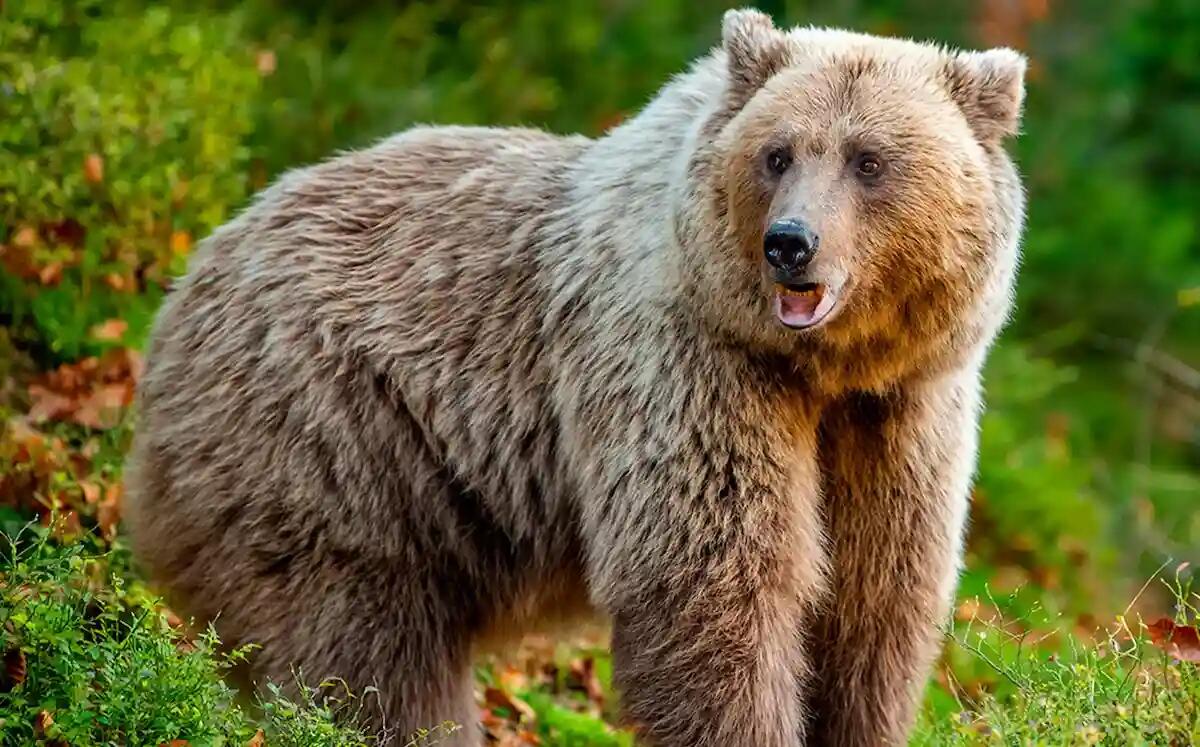 L'abbattimento dell'Orsa Kj1: «un atto di barbarie e fallimento della Giunta Fugatti» - 