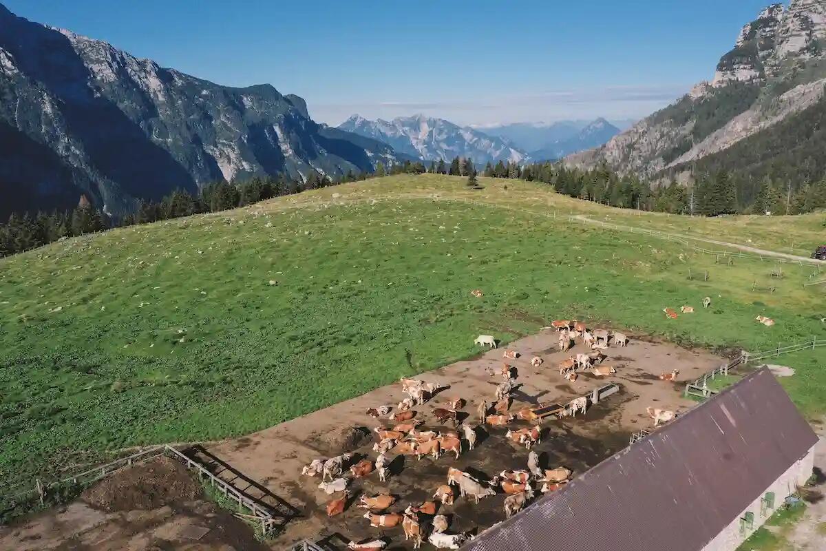 Anche le malghe friulane possono diventare più green. Ecco il progetto - 