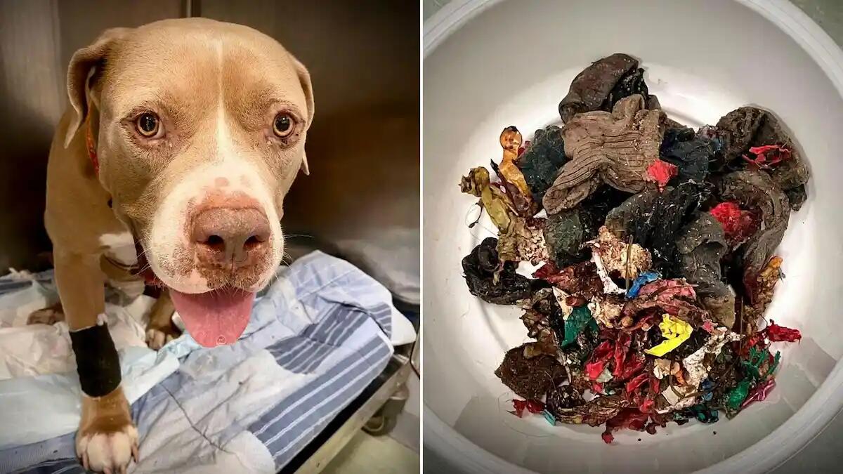 Mangia 17 calzini e pezzi di un giocattolo: «Maxi intervento per salvare un pitbull» -