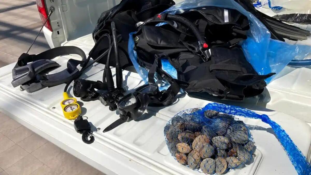 Pescava illegalmente tartufi di mare, senza boa né autorizzazione: maxi multa di 5mila euro - 