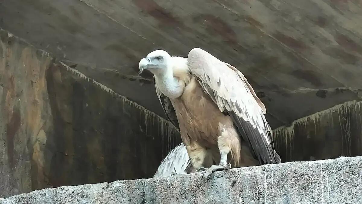 Salvato e riabilitato: grifone di 36 anni sarà liberato alla Riserva di Cornino - 