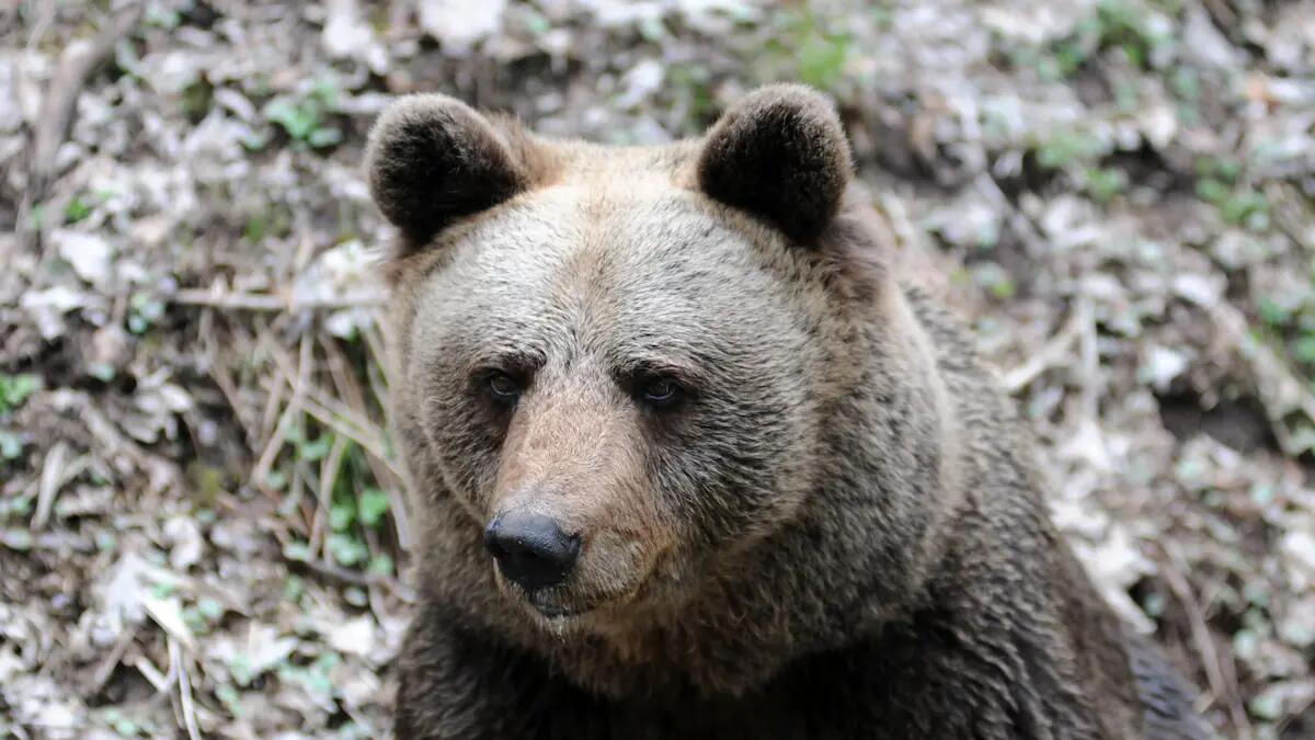 L'orsa JJ4 sarà trasferita al Parco dei lupi e degli orsi della Foresta Nera in Germania - 