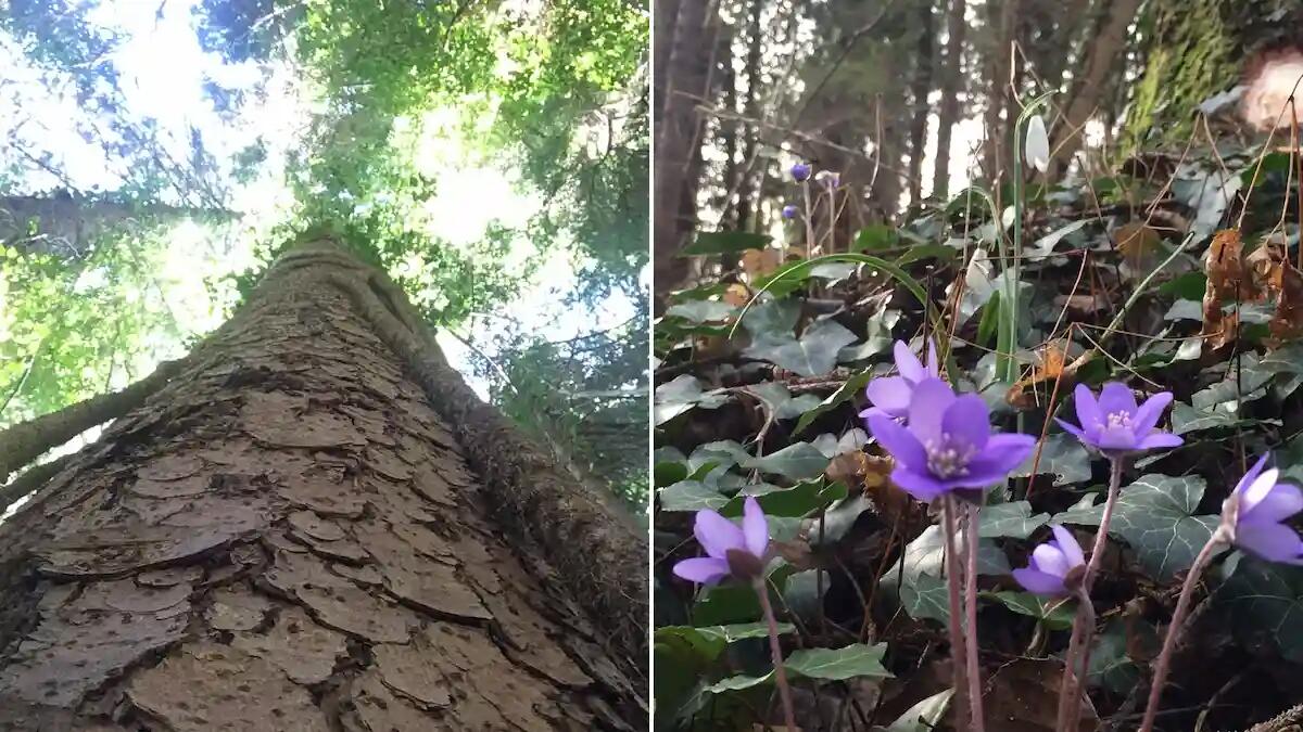 Il Consorzio Boschi Carnici attualizza il piano di gestione forestale - 